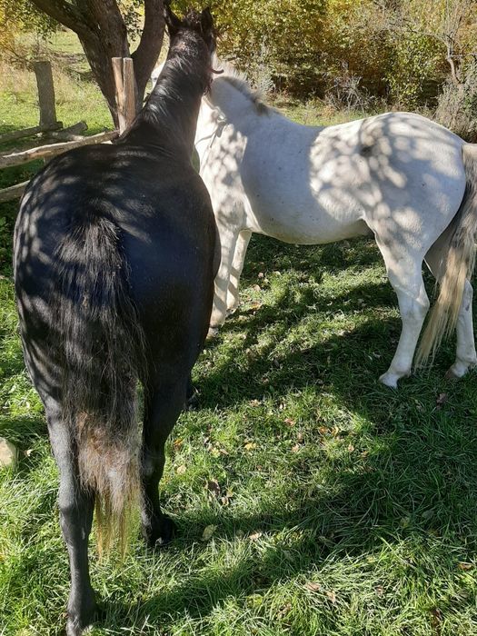 Vând cai de pădure!