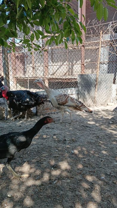 Ундык сатылады Индюк