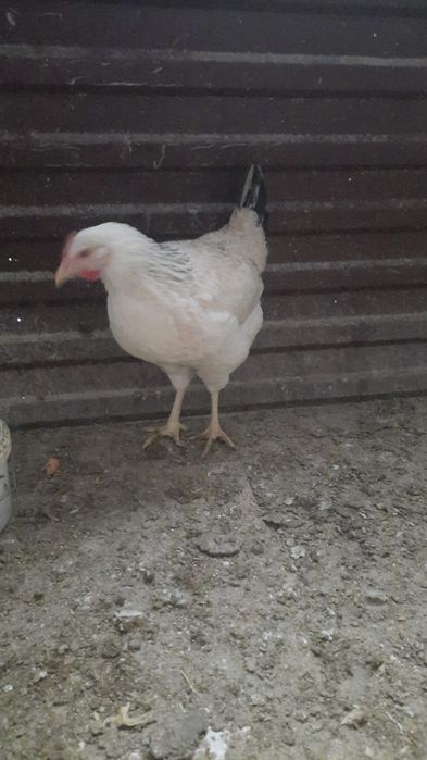 Тауық пен әтеш сатамын