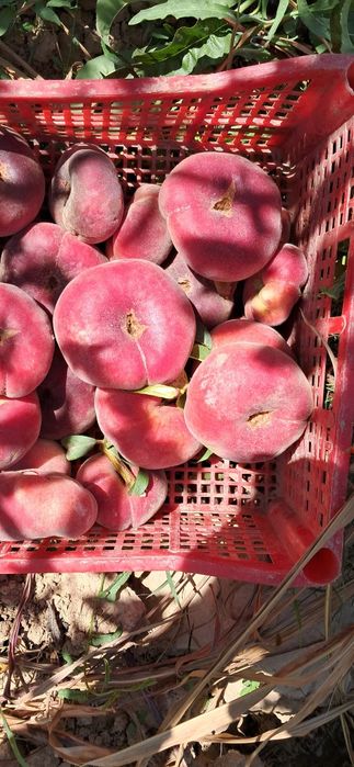 Mevali ko'chatlar sotamiz garantiyalik