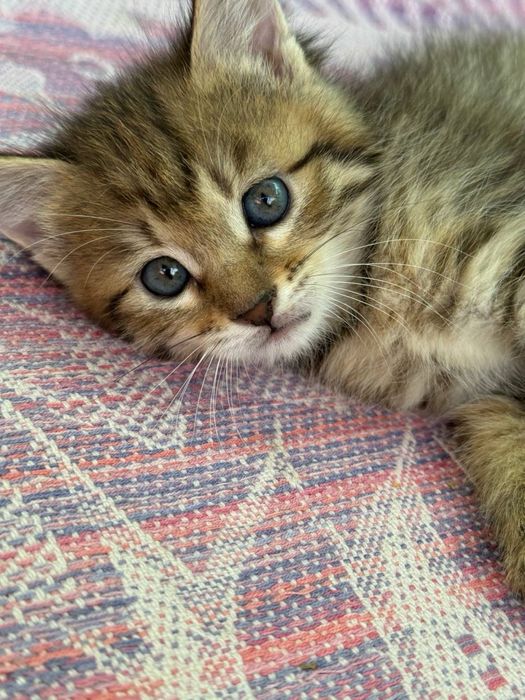 Продаются котята