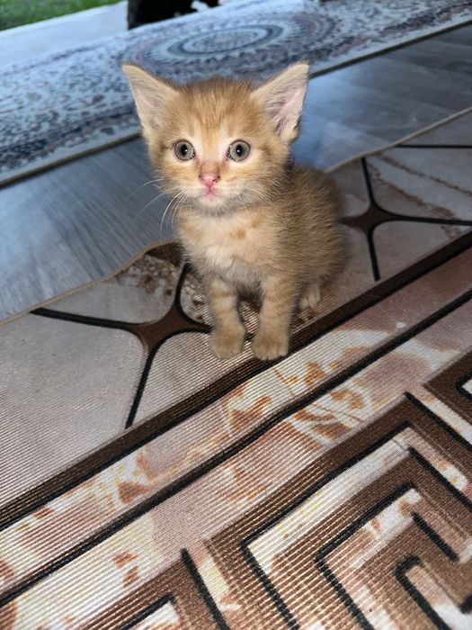 Отдам котят а хорошие руки