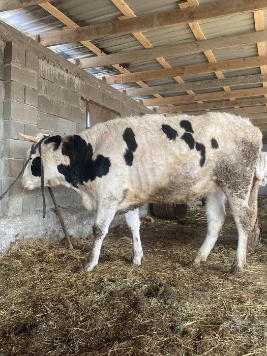 галштейн тана ұрғашы