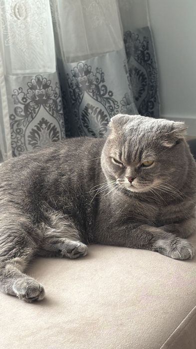 Отдам шотландского кота вислоухого