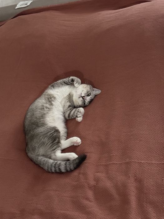 Вязка кота шиншила серебро