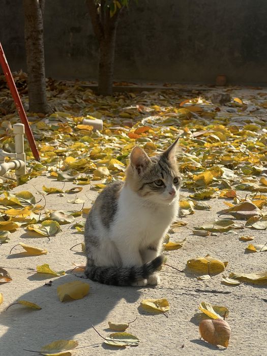 Домашние котята в добрые руки