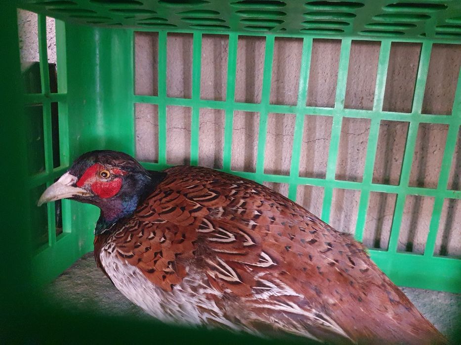 Fazan. Zotdor tustovuq