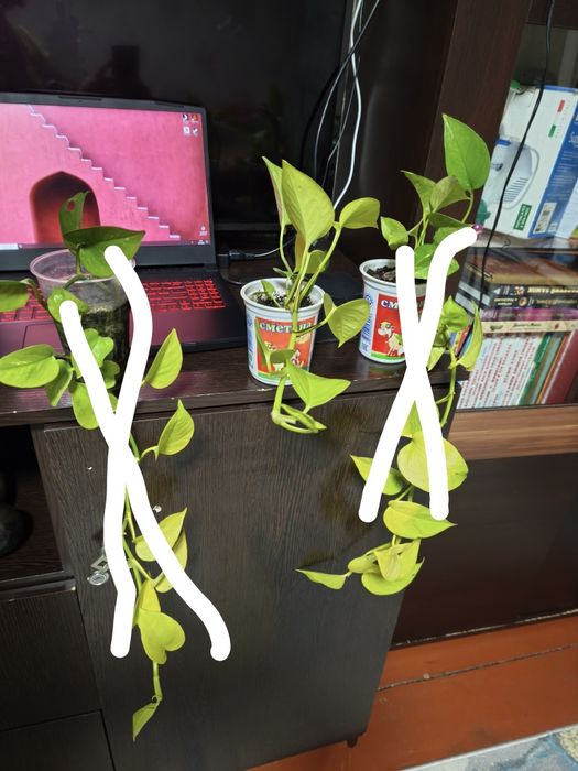 Сциндапсус, эпипремнум.