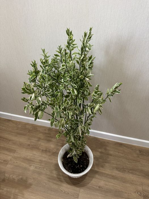 Продам комнатные цветы