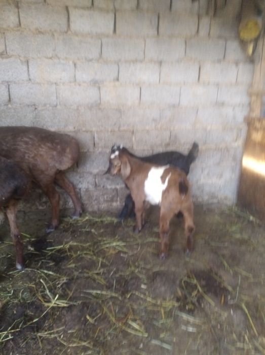 Эчки сотилади зотли