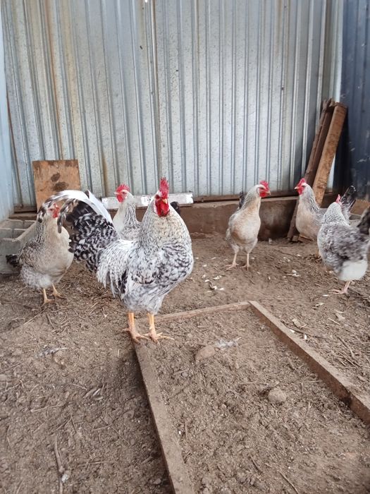 Куры несушки Борковская Барвистая