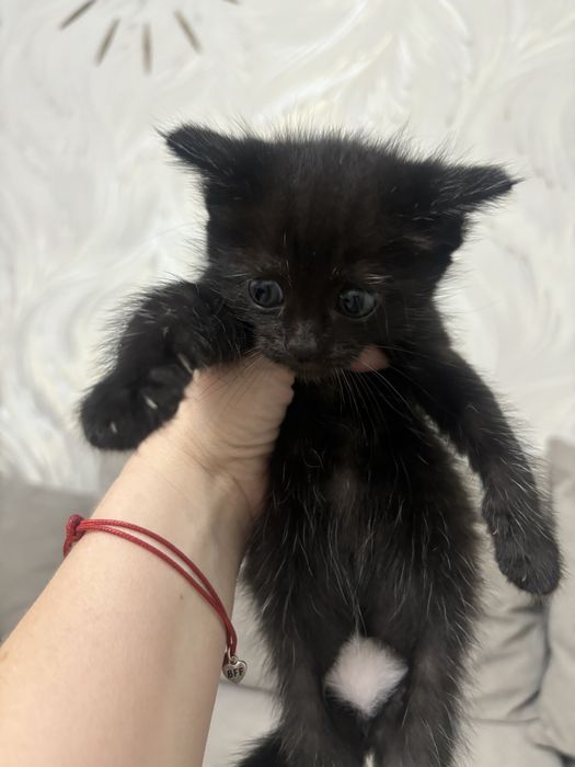 Котята и кошки в Алматы