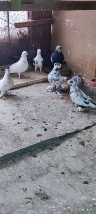 Продаются голуби по 200т.