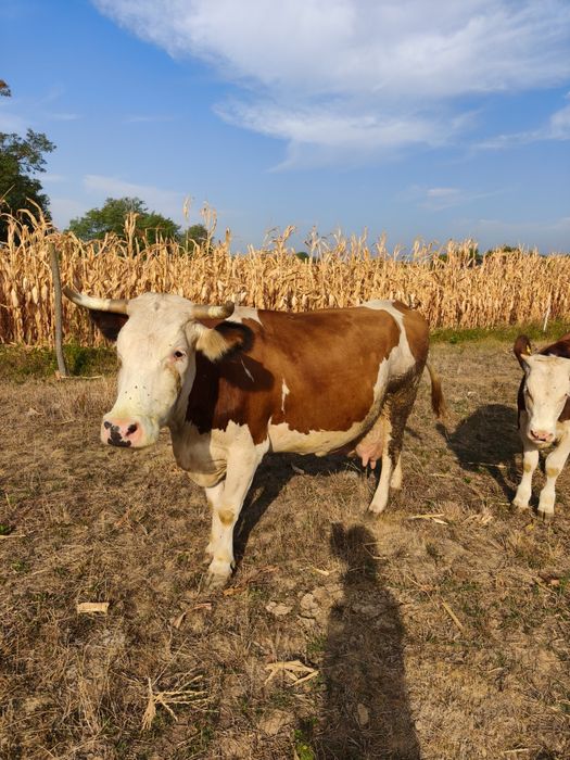 Vacă de lapte 20litri pe zi, Bălțata Românească