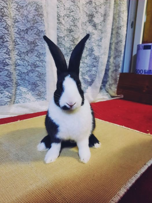 Iepuri Hycole francez