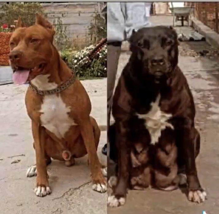 Щенок питбуль терьера великан