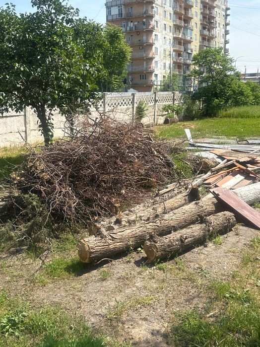 Кесілген ағаштар тегін алып кетіңіз