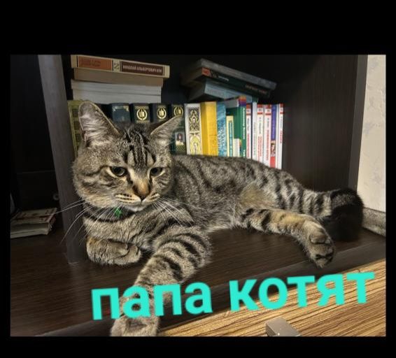 Котенок окрас табби