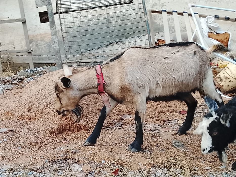 Альпий ешкі, буаз шыбыш