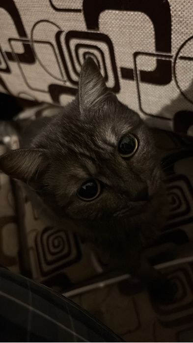 Ищем добрые руки для двух замечательных кошечек!