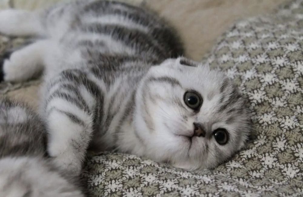 Вислоухие Шотландские котята