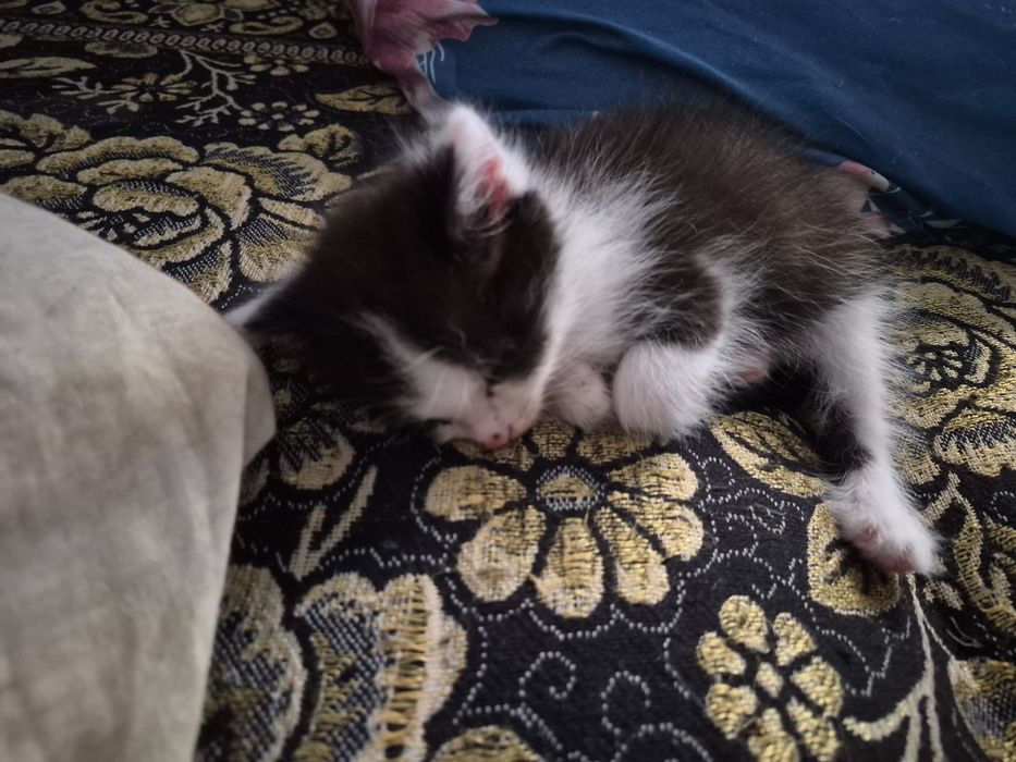 Котята добрые 4 штуки