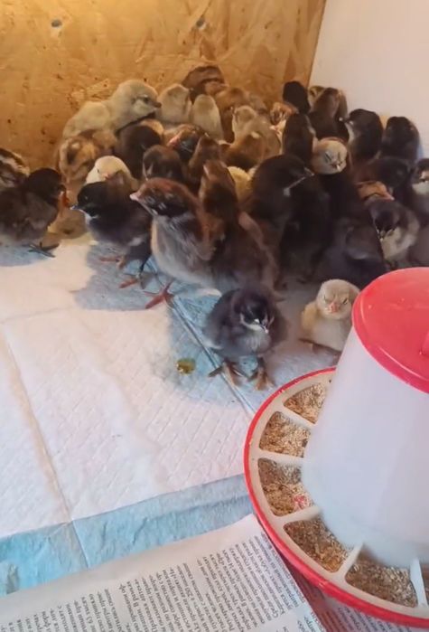 Продам Цыплят. Цены разные..