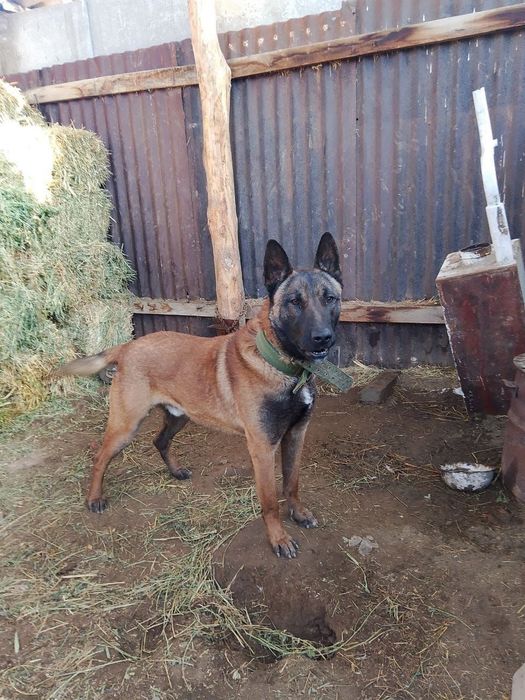 Бельгийская овчарка