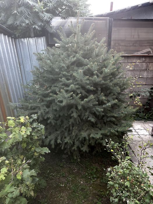 Продам зеленую Ель! 2,50х2,10