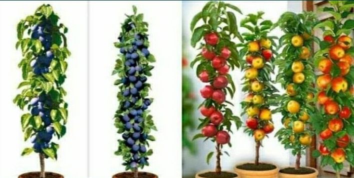 Pomi columnari calitate superioara