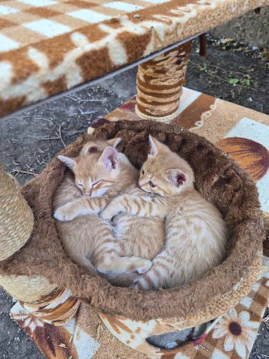 Котята ищут  дом