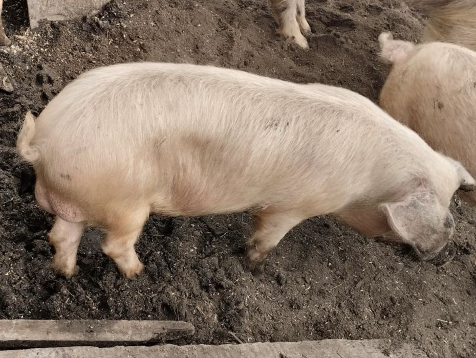 Кабанчик на племя, 6 месяцев