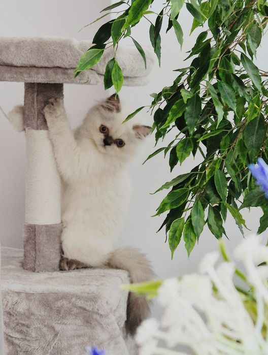 Pui pisică British Longhair