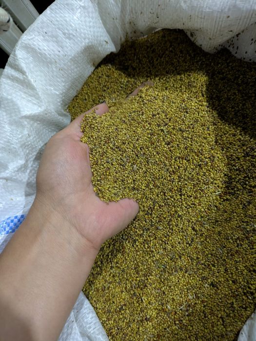 Semințe de lucernă