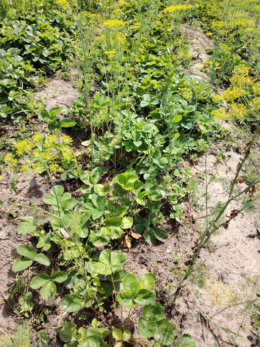 Продам дачу на массиве Солнечная долина