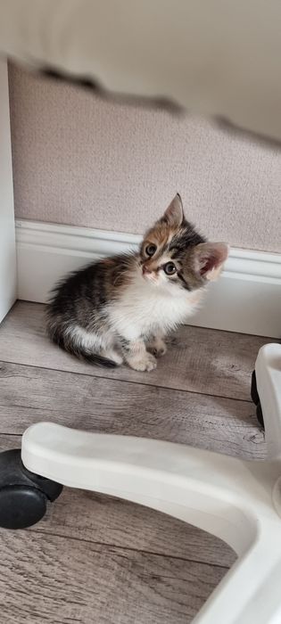 Отдам котят в добрые руки