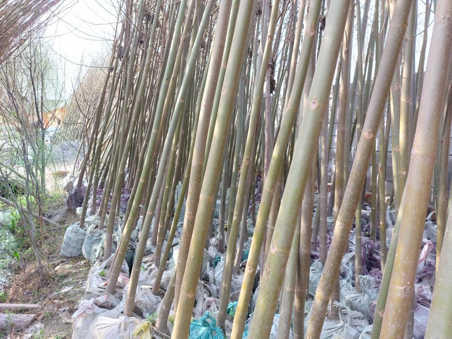 Pavlovniya bor  ikki yillik