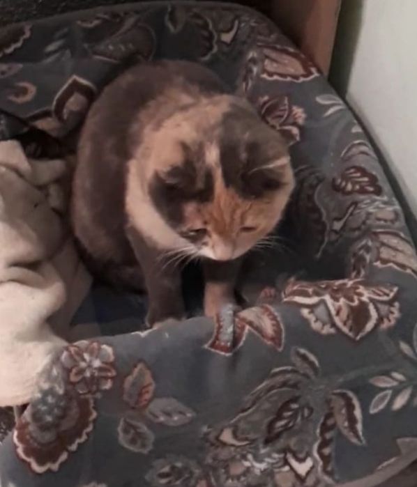 Кошка с нарядным окрасом