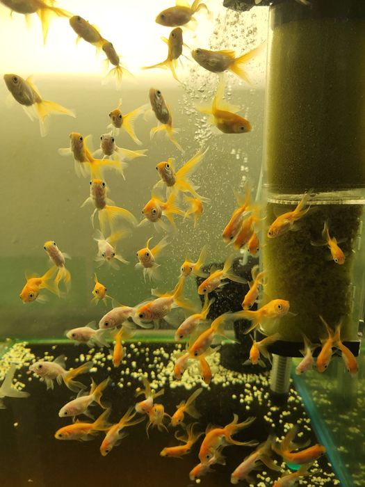 Продам золотых рыбок