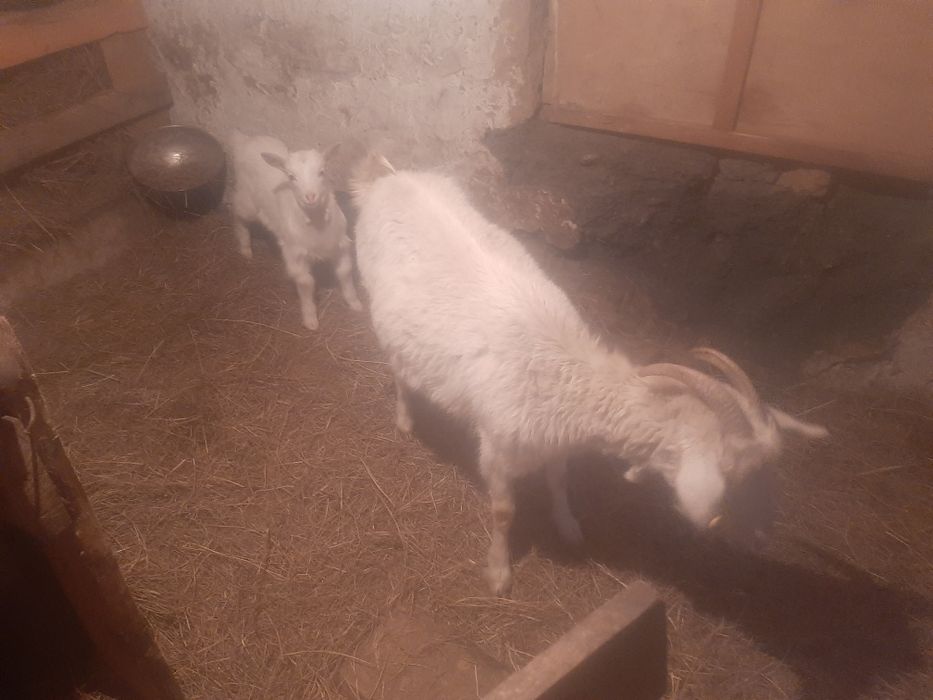 Коза с козленком