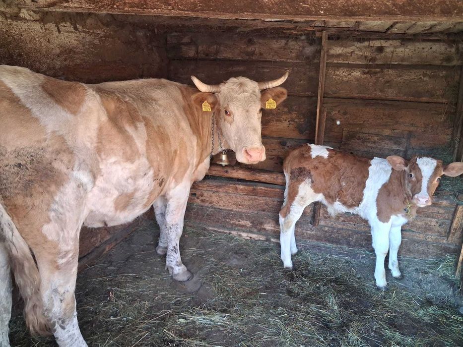 Vaca cu vițel de vânzare