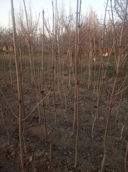 Manzarali kashtan koʻchatlari