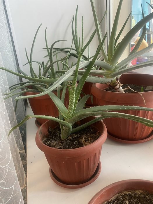 Алоэ вера продам