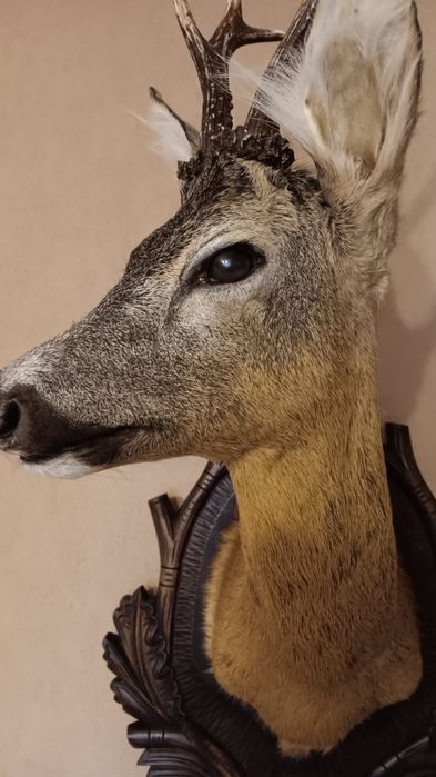 Препарирани сръндак 2бр.