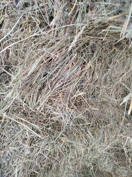 Сено летнее в квадратных тюках