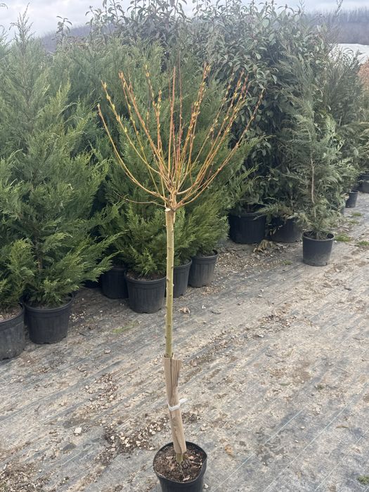 Пъстролистна японска върба salix hakuro nishiki