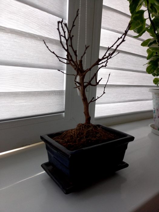 Продается горшок