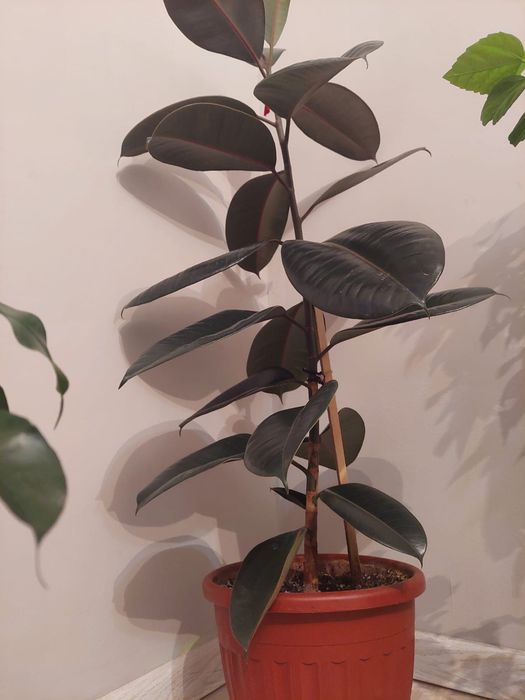 Әр түрлі гүлдер әр түрлі бағада