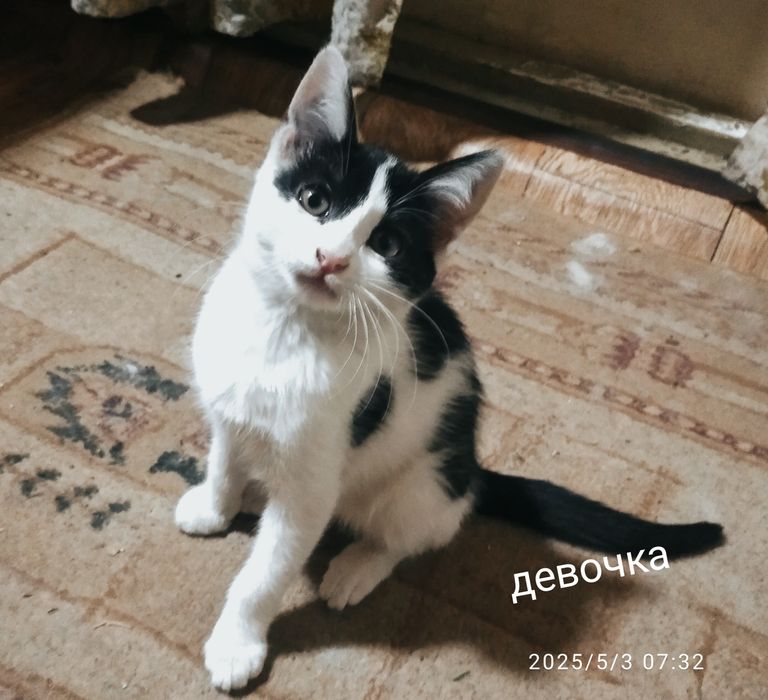 Отдаю в добрые руки