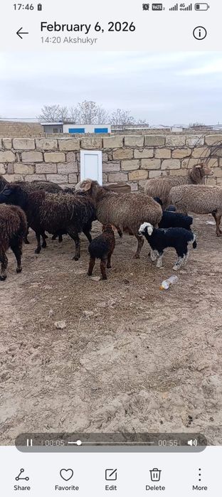 Қозылы қойлар сатылады